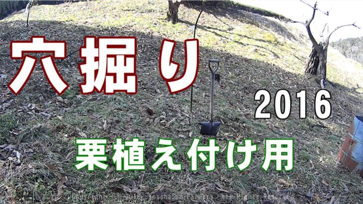 穴掘り2016（栗植え付け用）