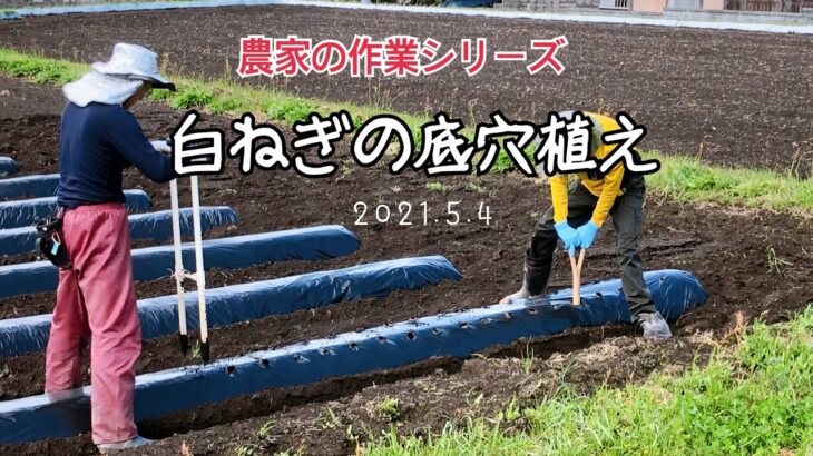 2021年の白ねぎ底穴植え特別栽培/現代農業を参考に