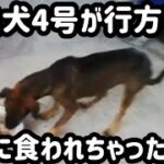 ３０年前の【フィリピン】は犬は愛玩動物ではなかった、野良犬4号が行方不明に…