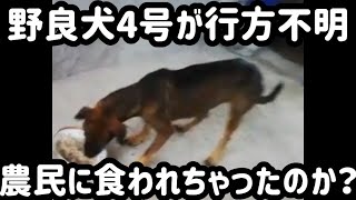 ３０年前の【フィリピン】は犬は愛玩動物ではなかった、野良犬4号が行方不明に…