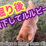 柴犬ルル　＃70 ルル穴掘りの後　お腹下してルルピー　フリスビーも穴掘りも楽しかったな　Shiba Inu has diarrhea after digging