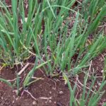 NIKI Farm　2021/3/6　モグラの穴掘り、ネズミの穴、分葱、ほうれん草