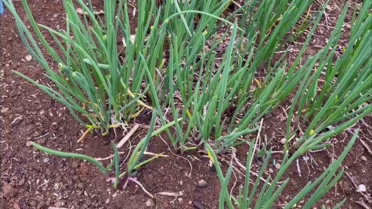 NIKI Farm　2021/3/6　モグラの穴掘り、ネズミの穴、分葱、ほうれん草