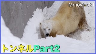 再び！　ホッキョクグマ　キャンディの雪穴掘り Part 2