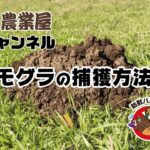 モグラの効果的な捕獲方法！