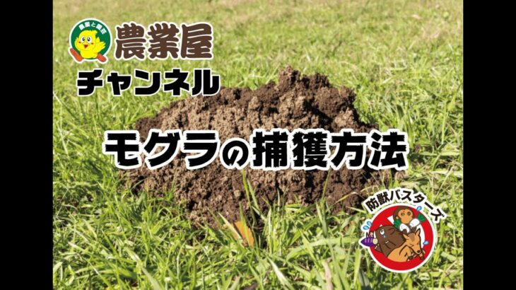 モグラの効果的な捕獲方法！