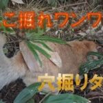 ここ掘れワンワン　穴掘りタロウ