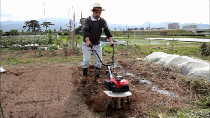 家庭菜園　トウモロコシ苗植え付け　ホンダ耕運機