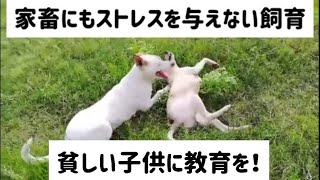 貧しい子供に教育を…野良犬に食べ物を…家畜にストレスを与えない飼育を…目指したい！