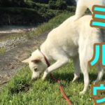 【保護犬ミルゥ】穴掘り＆水浴び【ある日の散歩】