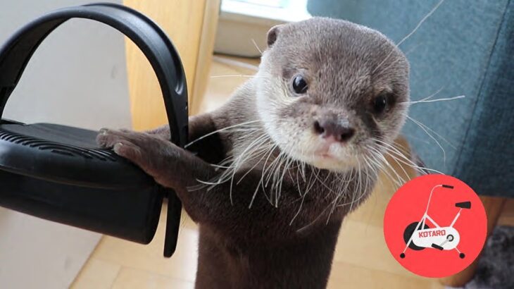 カワウソ コタロー　赤ちゃんの頃と比べて変わった？エアロバイク遊び　Kotaro the Otter How to use an Exercise Bike