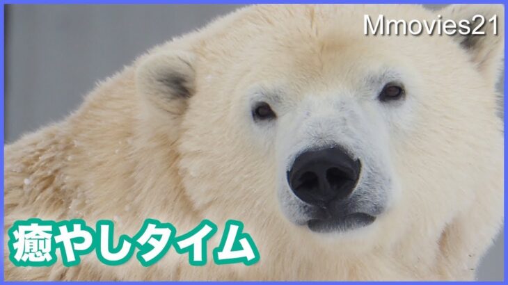 長い枝を抜いたリラ　除雪機の音におもわず立ちあがる Polar Bears Life