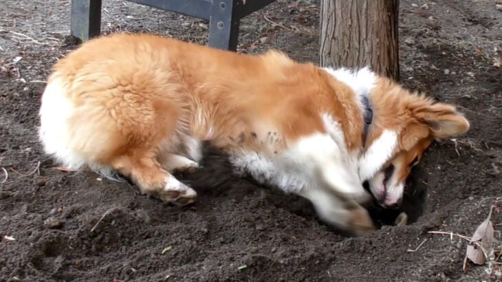 Roku digging / 穴掘りするロクさん 20151121 welsh corgi コーギー 犬