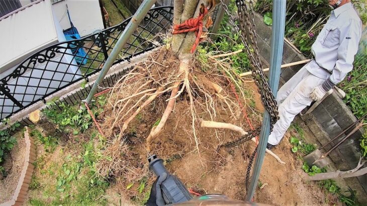 植木の抜根！【キンモクセイや梅の木等】チェーンブロック　tree rooting