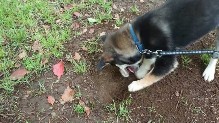 柴犬、またまた穴掘り