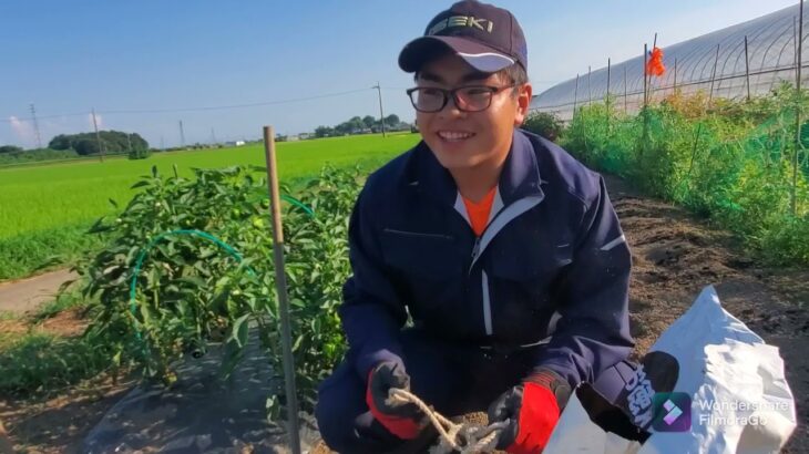 家庭菜園、土作りと野菜の収穫‼️三菱耕運機の操作、作業上の注意‼️