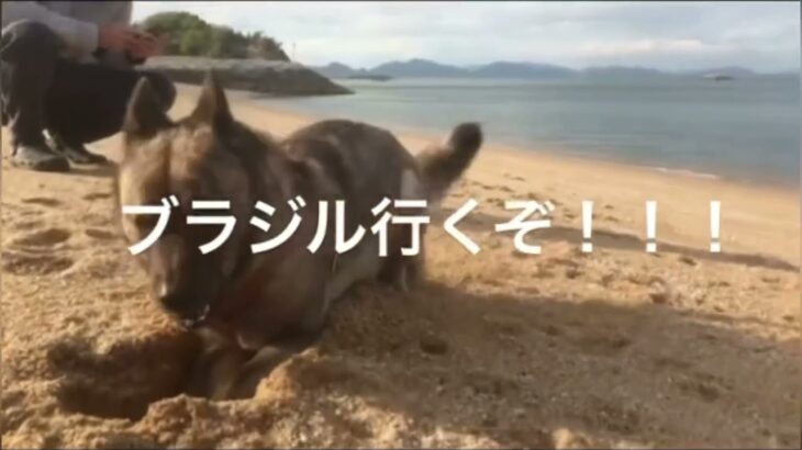 【可愛すぎる】砂浜大好きで、夢中で穴掘りする甲斐犬くるみ。目指せブラジル？鼻に砂がついてるよ