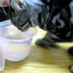 穴掘りしながら水を飲む猫