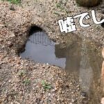 【穴掘り動画】うさぎが掘ったトンネルの近況報告　#1046