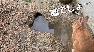 【穴掘り動画】うさぎが掘ったトンネルの近況報告　#1046