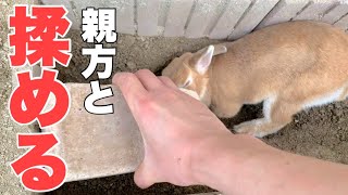 【穴掘り動画】親方と方向性の違いで喧嘩になりました　#1055