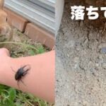 【穴掘り動画】親方掘ったトンネルからクワガタ落ちてきました　#1057