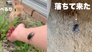 【穴掘り動画】親方掘ったトンネルからクワガタ落ちてきました　#1057