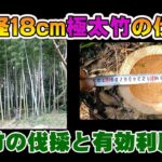 竹の伐採と処理　チェンソーで直径18ｃｍの極太竹を切る　竹の有効利用