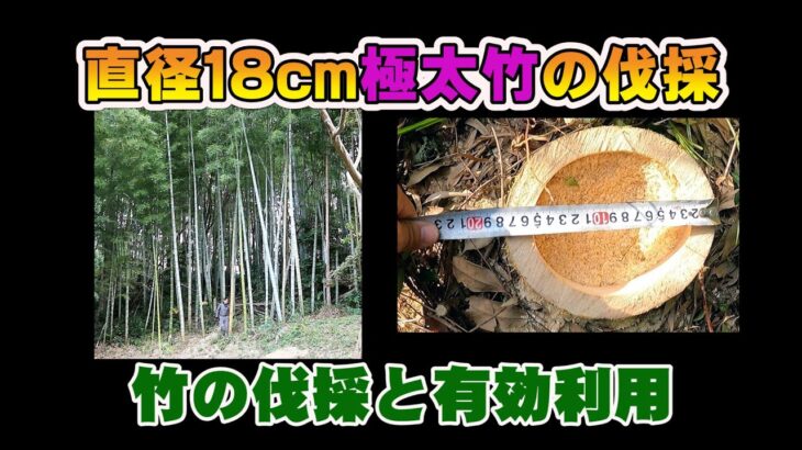 竹の伐採と処理　チェンソーで直径18ｃｍの極太竹を切る　竹の有効利用