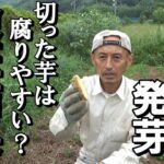 【自然農】秋ジャガ発芽　切った芋を植えると腐りやすい？（意外な！？）検証結果発表　2021年9月14日【natural farming】