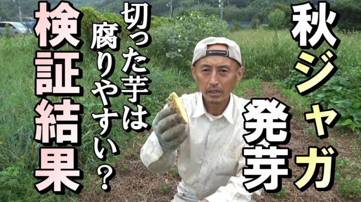 【自然農】秋ジャガ発芽　切った芋を植えると腐りやすい？（意外な！？）検証結果発表　2021年9月14日【natural farming】