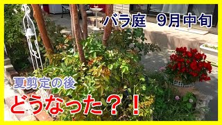 9月中旬のバラ庭紹介■シュラブローズの弱点とは？！