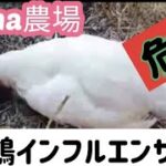 【フィリピン】の【Keina農場】の周辺では　【鶏インフルエンザ】︻が猛威をふるっているが？