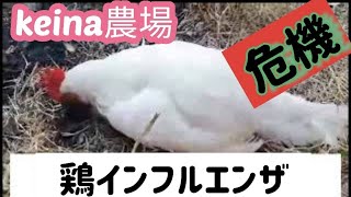 【フィリピン】の【Keina農場】の周辺では　【鶏インフルエンザ】︻が猛威をふるっているが？