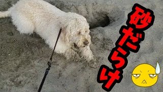 【犬を飼うと家がこうなる】犬の穴掘りは楽しい？やけくそ？ラブラドゥードルのテンションが！【犬 かわいい 仕草】大型犬 dog labradoodle