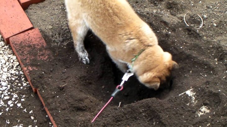 穴掘り犬　智彌古号