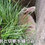 庭で穴掘りをするうさぎのジュン