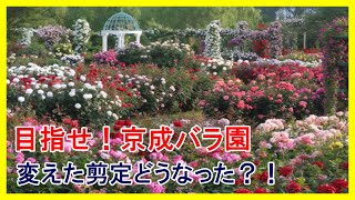 花数を増やす！！■変えた剪定方法どうなった？！