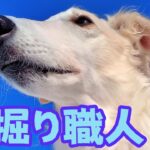 【ボルゾイ】雪遊びは楽しい 穴掘り職人犬の本気【大型犬】【超大型犬】