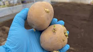 秋ジャガイモの育て方・腰に負担をかけない畝の作り方と栽培方法