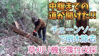 山林開拓｜チェーンソーと草刈り機で中腹までの道が開けた！