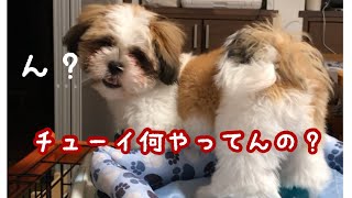 ストレスを穴掘りで発散する犬ww