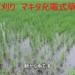 畦の草刈り　マキタ充電式草刈り機　21/07/10 Vol.939