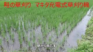 畦の草刈り　マキタ充電式草刈り機　21/07/10 Vol.939