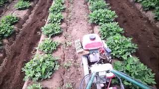 管理機（ミニ耕運機）を使って畝間の中耕除草（ちゅうこうじょそう）作業　～ウェアラブルカメラ・3倍速～