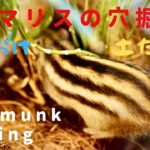 シマリスの土遊び。得意の【穴掘り】で遊ぶ。/Chipmunk digging…