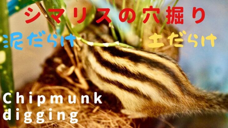 シマリスの土遊び。得意の【穴掘り】で遊ぶ。/Chipmunk digging…