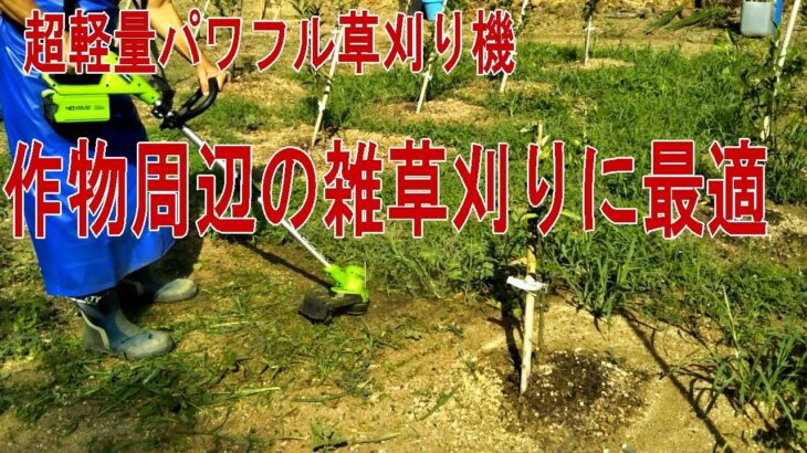 【軽量草刈り機】【雑草処理】果樹周りの草刈りに便利