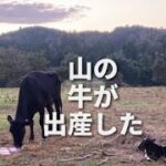 初めての子牛が産まれました　山地酪農珠の牧　