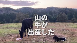 初めての子牛が産まれました　山地酪農珠の牧　